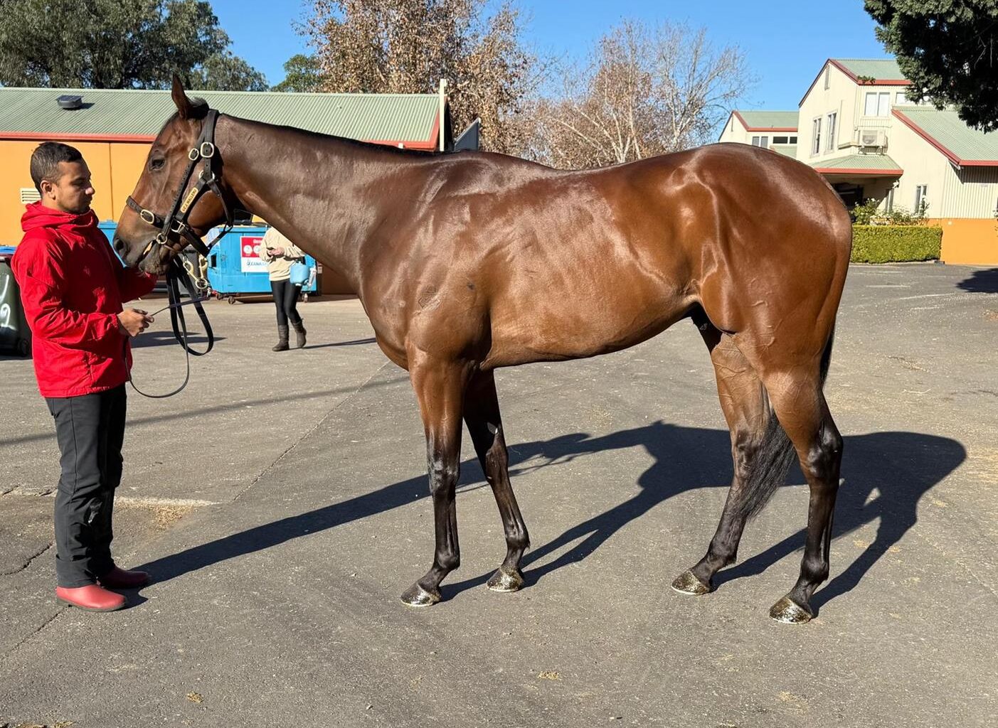 Significant racing and breeding prospects aplenty in Inglis June (Late) Sale