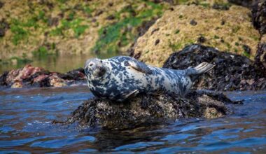 The 10 best wildlife experiences in Wales