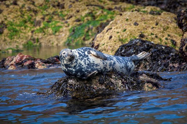 The 10 best wildlife experiences in Wales