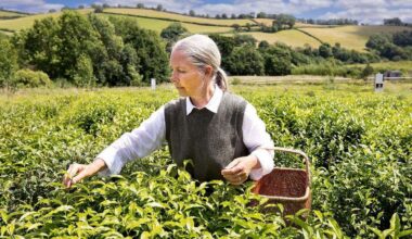 University of Kent researchers test possibility of growing tea in space