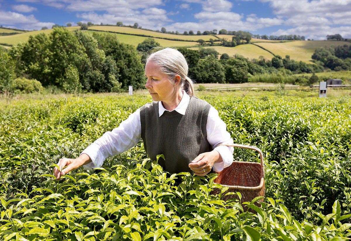 University of Kent researchers test possibility of growing tea in space