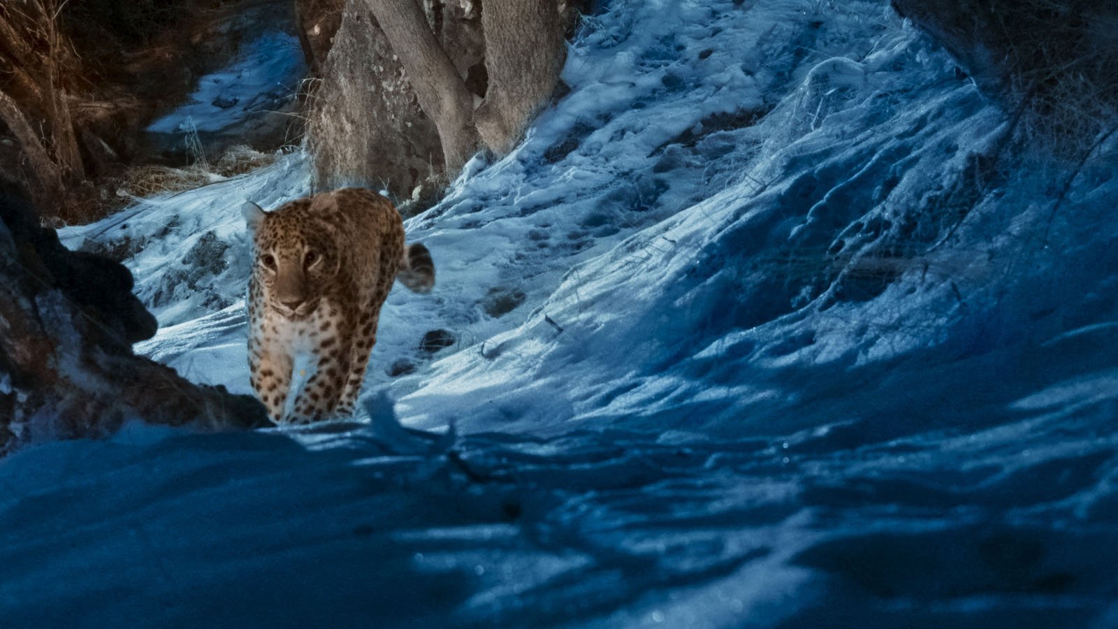 A leopard walks across a snowy, moonlit landscape at night, surrounded by rocks and trees.