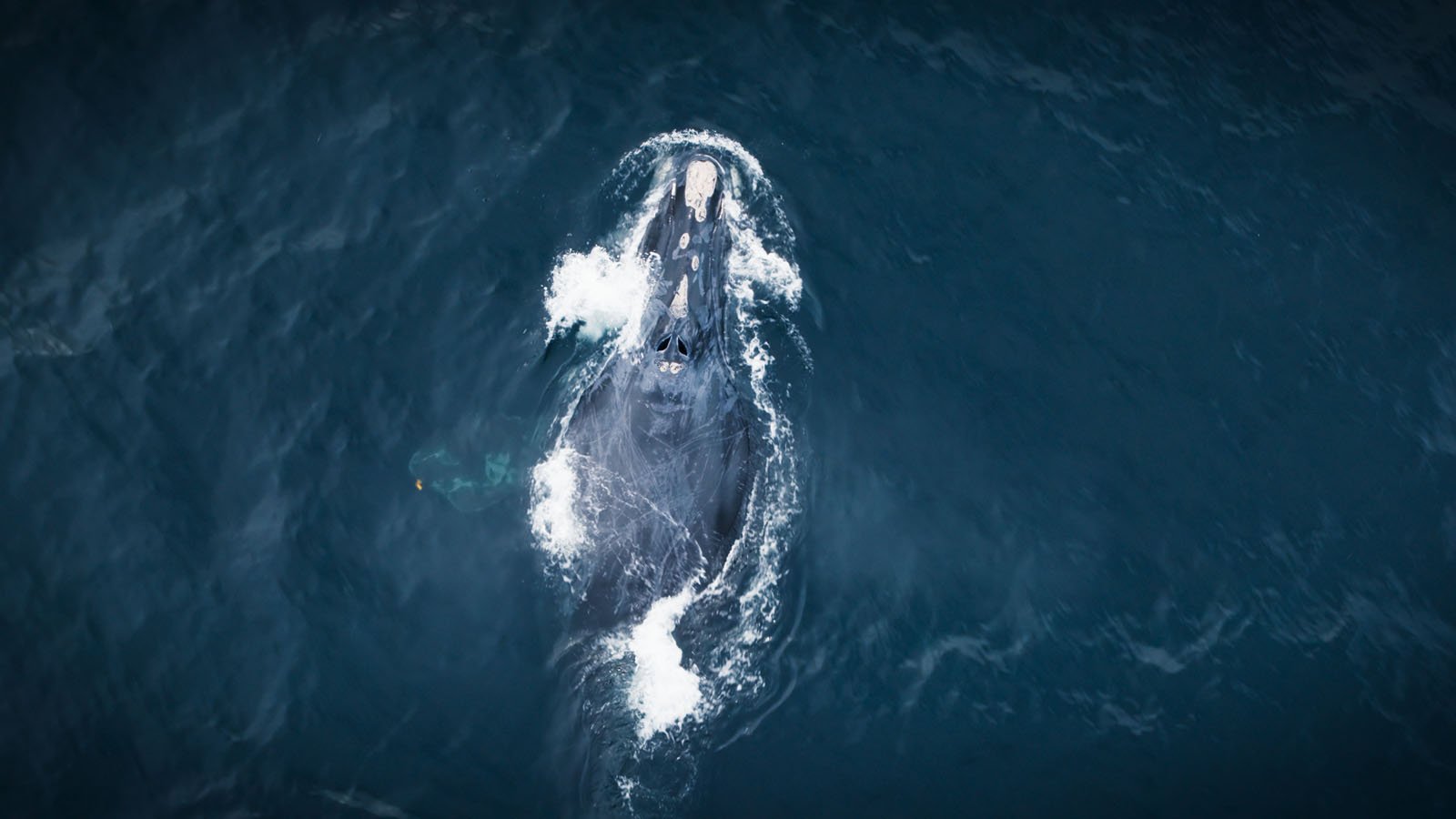 Aerial view of a large whale swimming just below the surface of the dark blue ocean, with white water splashing around its head and back.