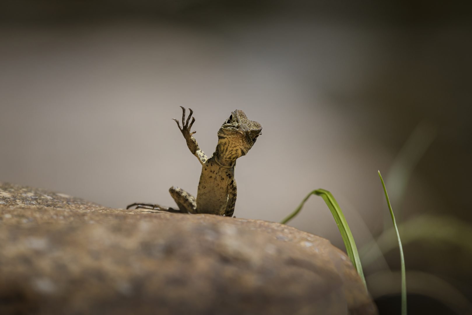 lizard waving