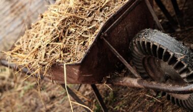 Stable hand who said he hurt back while emptying wheelbarrow loses injury claim against racehorse trainer – The Irish Times