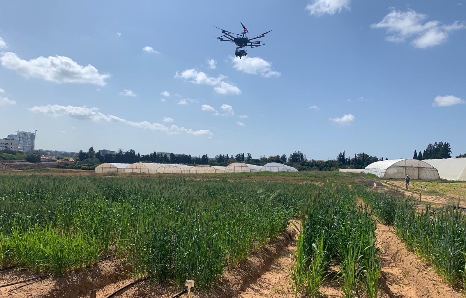 Smarter Wheat on the Horizon: Drones and Genetics Lead the Way