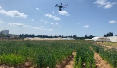 Smarter Wheat on the Horizon: Drones and Genetics Lead the Way