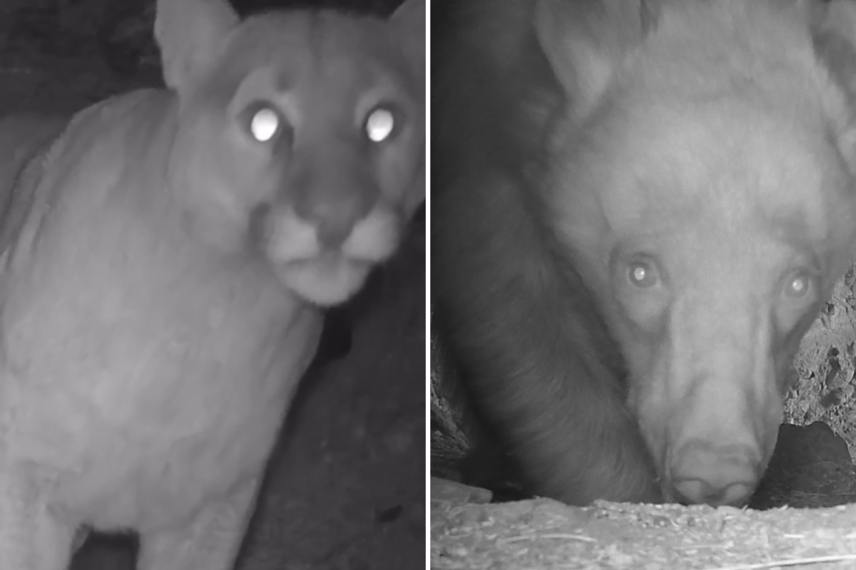 Animals caught on camera