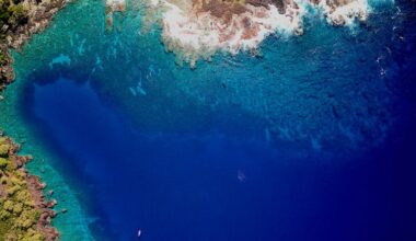 An explosion of sea urchins threatens to push coral reefs in Hawaii ‘past the point of recovery’