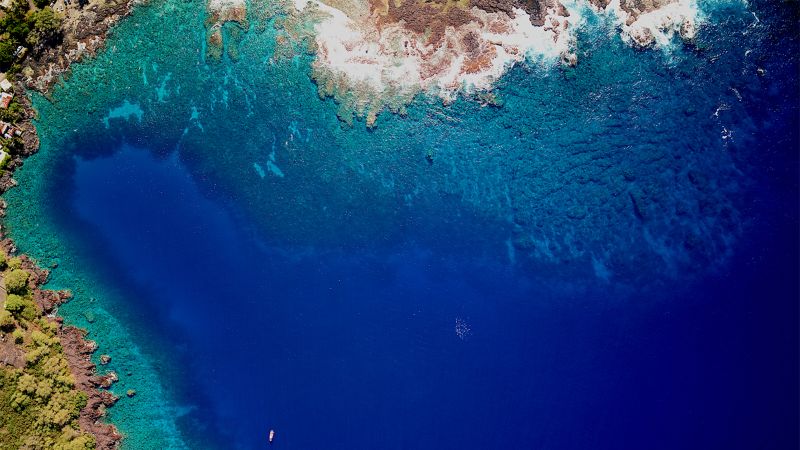 An explosion of sea urchins threatens to push coral reefs in Hawaii ‘past the point of recovery’