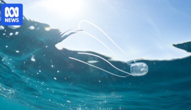 Warning issued as Irukandji jellyfish sting two swimmers in northern WA