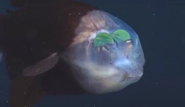 This Fish Has a Weird See-Through Head With Its Eyes On The Inside. Here's Why. : ScienceAlert