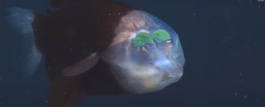 This Fish Has a Weird See-Through Head With Its Eyes On The Inside. Here's Why. : ScienceAlert
