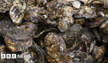 Artificial reef aims to bring wild oysters back