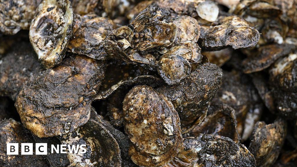 Artificial reef aims to bring wild oysters back