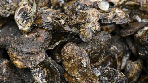 Getty Images A group of oysters.
