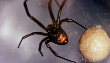 Who's the real invasive species: us or them? Ecologists are rethinking urban biodiversity