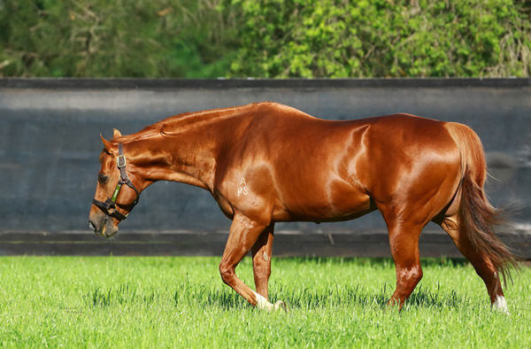 Choisir blazed the original Aussie trail to Royal Ascot before establishing a sire dynasty with his 2YO grand-son Gstaad winning the G2 Coventry Stakes this week.