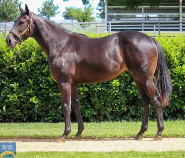 Cool Aza Rene was bred and sold by Newhaven Park for $55,00 at Magic Millions.. 