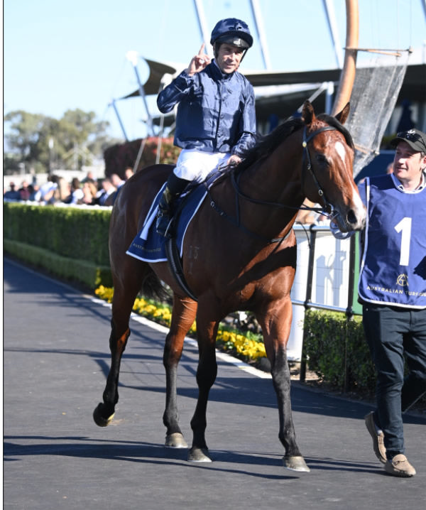 Storm Boy is a big question mark - can he find form when it counts? - image Steve Hart