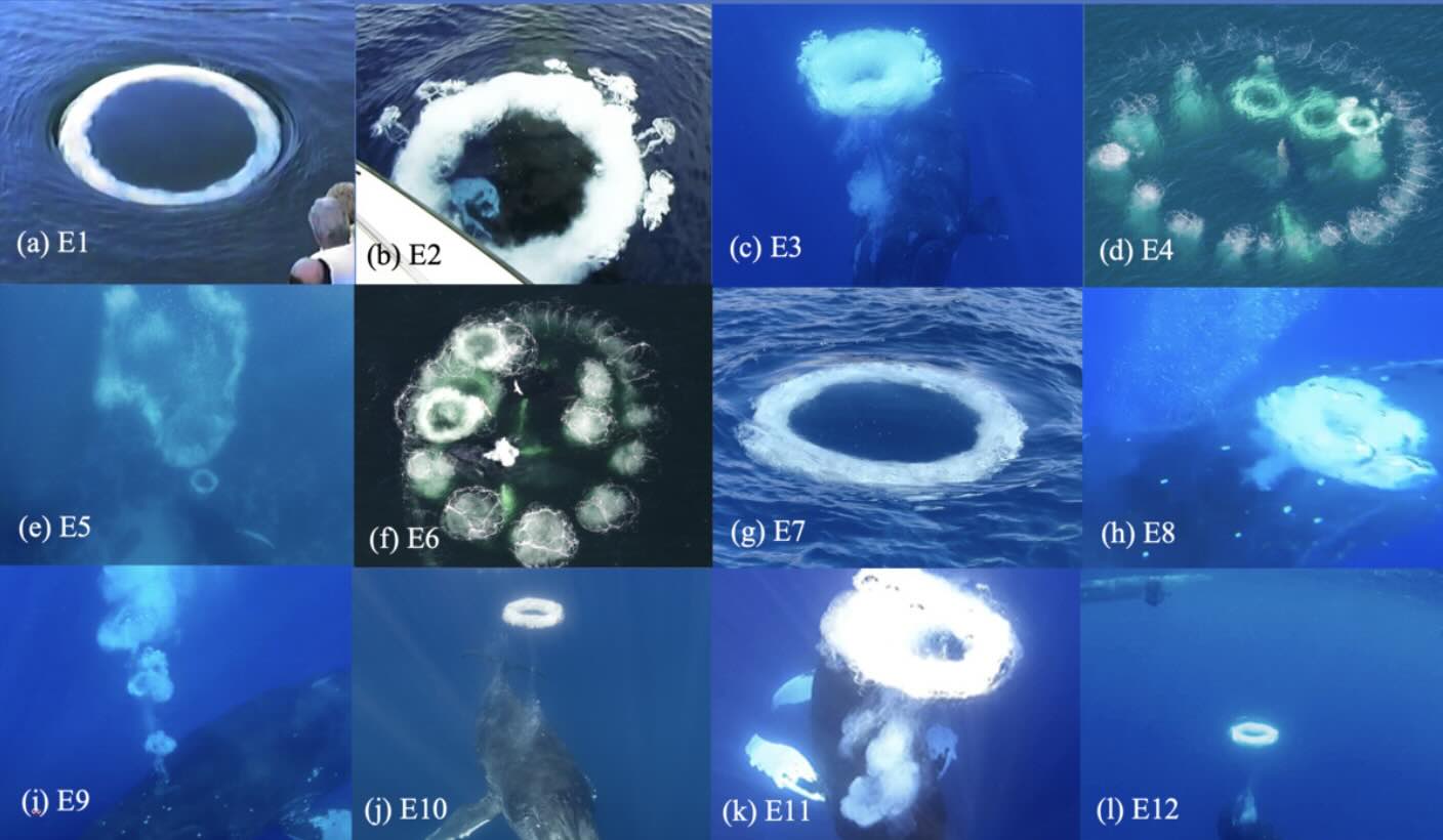 bubble rings non-human intelligence