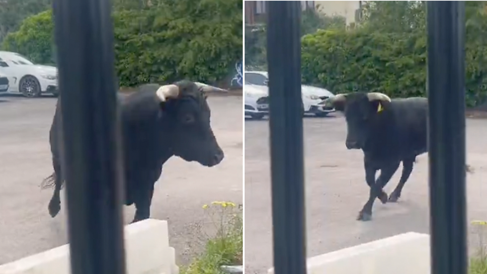 Bull on the loose in Birmingham