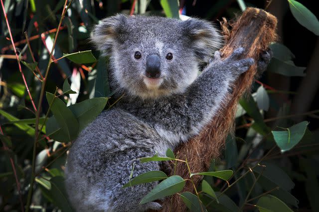 Lisa Maree Williams/Getty Stock image of a koala in a tree.
