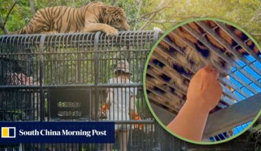 China zoo visitors slammed for ‘lucky’ tiger hair pulling, warned against provoking beast