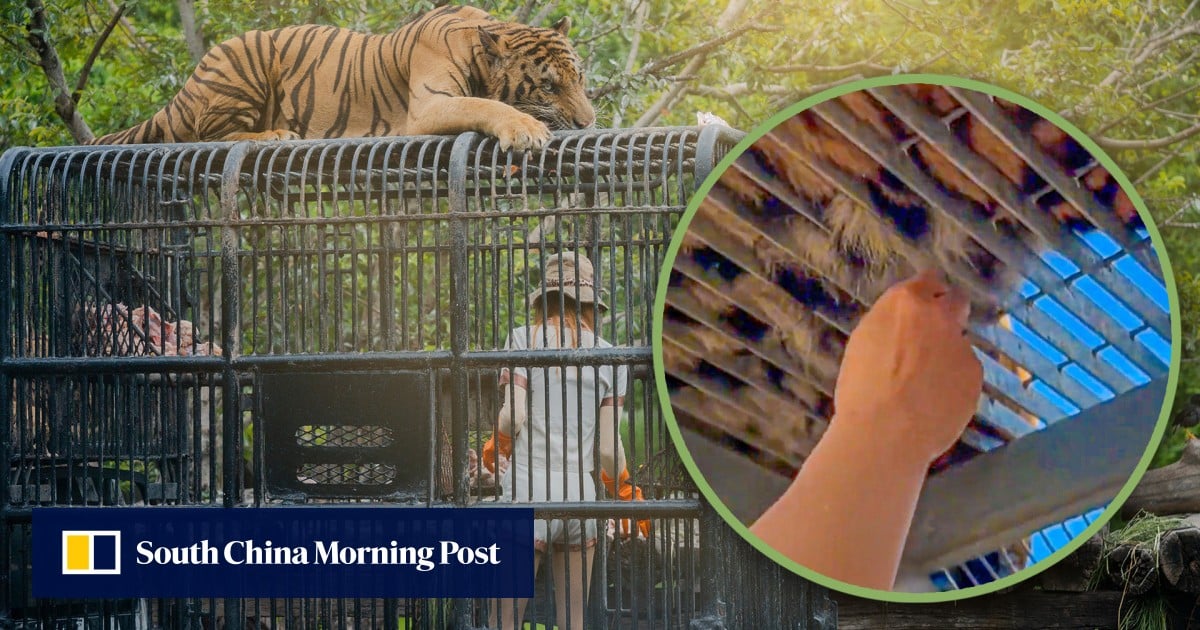 China zoo visitors slammed for ‘lucky’ tiger hair pulling, warned against provoking beast