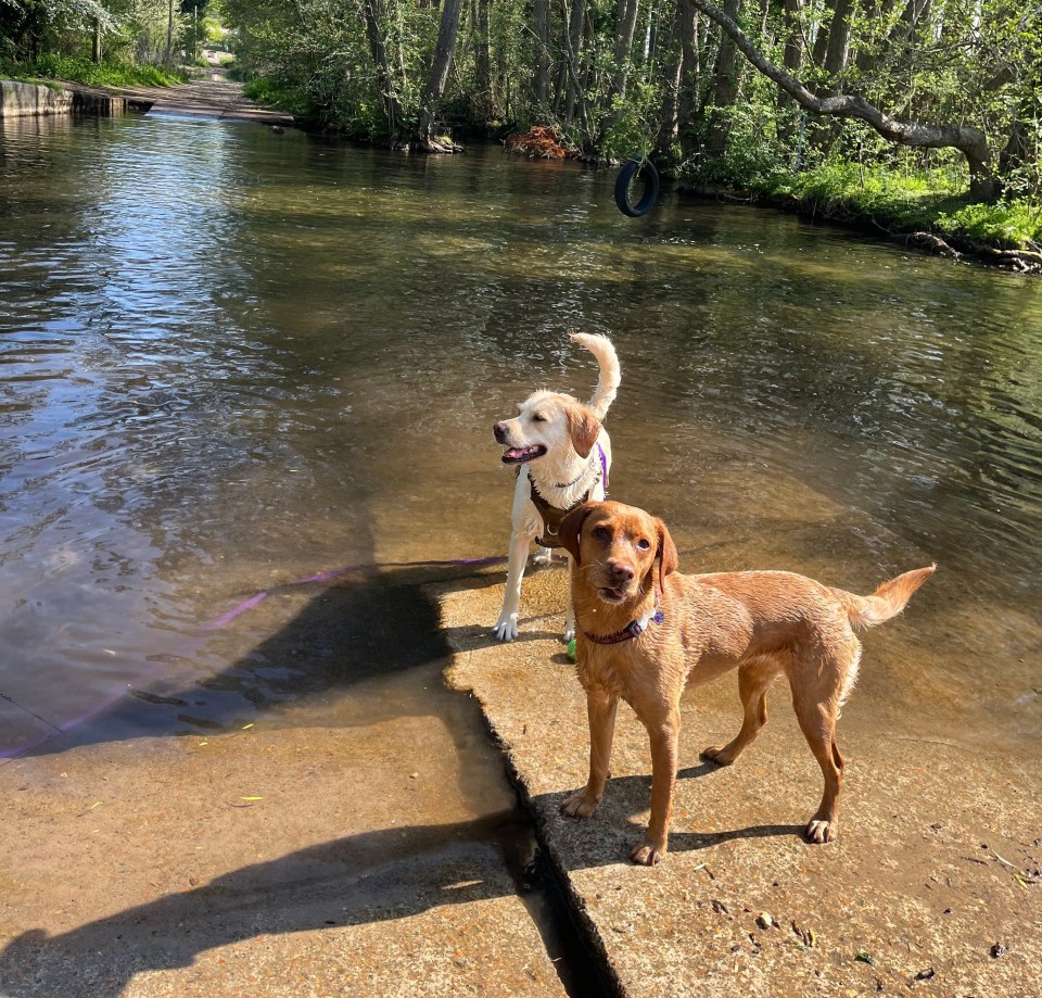 Two wet Labrador Retrievers standing by a shallow river.