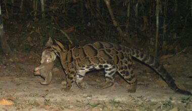 A margay with a spotted coat walks through a forest at night, carrying a small animal in its mouth. The background is dense with trees and vegetation.