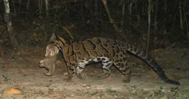 A margay with a spotted coat walks through a forest at night, carrying a small animal in its mouth. The background is dense with trees and vegetation.