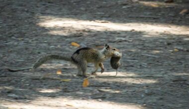 Squirrel with a vole it successfully hunted