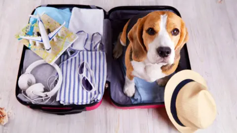 Getty Images A beagle sits in one side of an open suitcase. A panama hat lies on the floor. In the other side of the suitcase are headphones, a mini plane, and various clothes. 