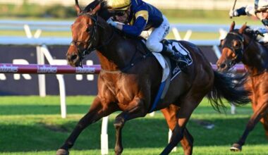 War Machine is favourite for the Stradbroke Handicap. Picture: Grant Peters - Trackside Photography