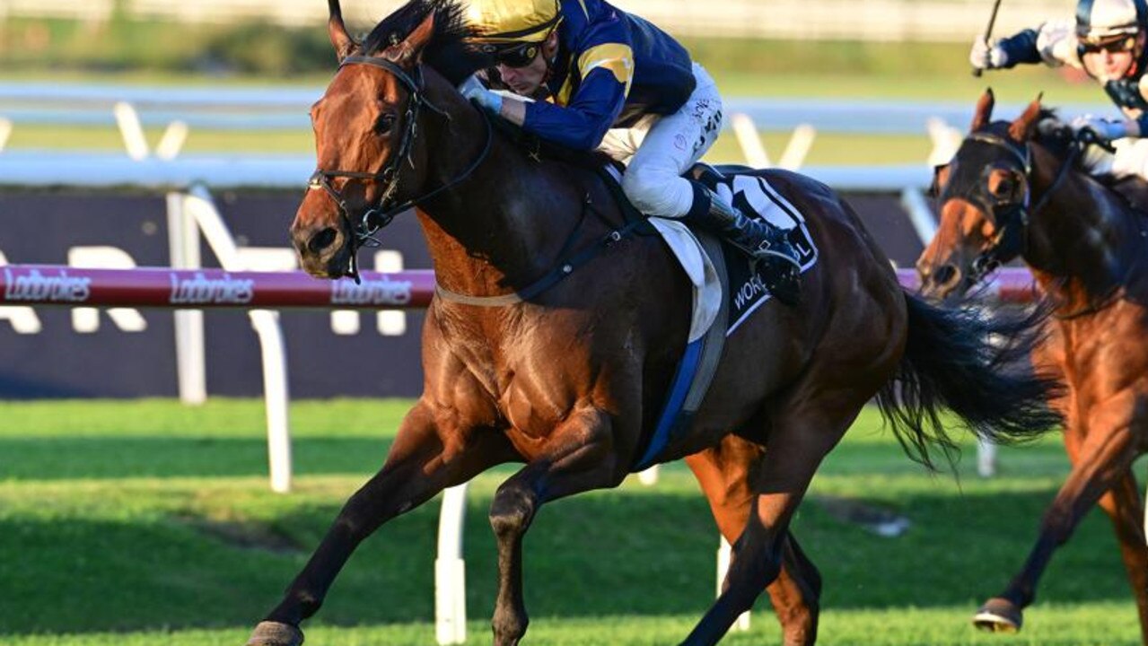 War Machine is favourite for the Stradbroke Handicap. Picture: Grant Peters - Trackside Photography