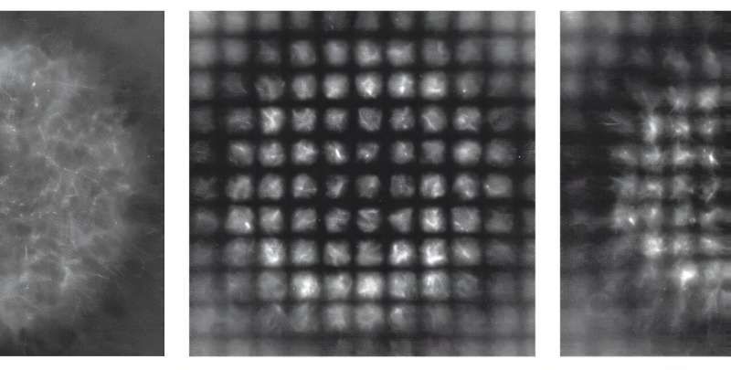 Cellular coordinate system reveals secrets of active matter