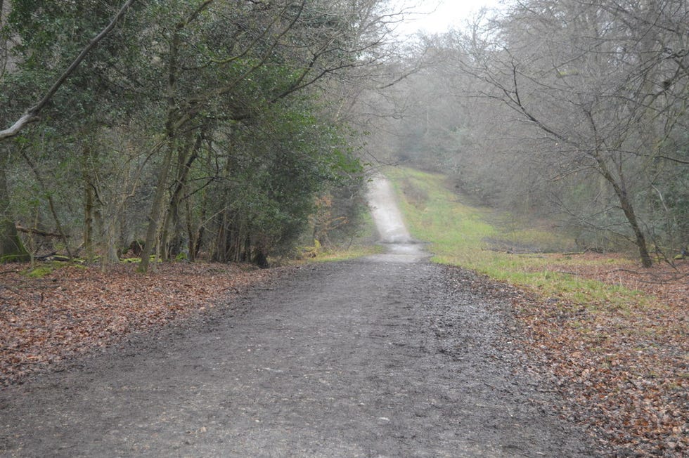 epping forest centenary walk