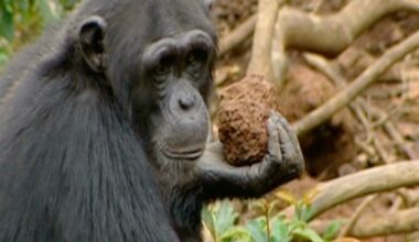 Videos Show Chimpanzees Using The Forest as Their Drumkit : ScienceAlert