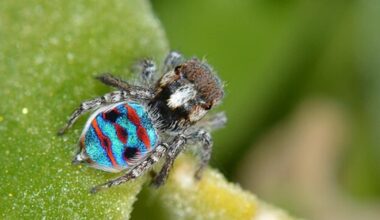 A coastal peacock spider is one the prettiest insects there are