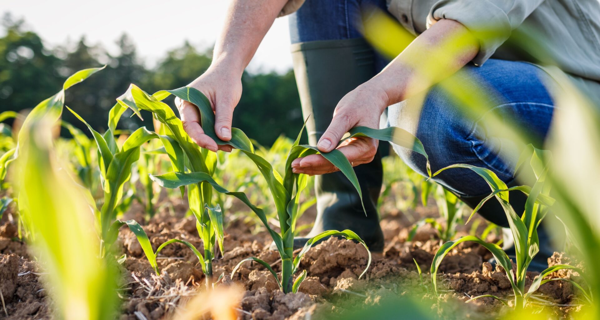 2025/06/crops-and-climate.jpg