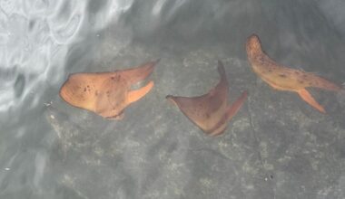 Woman Spots 'Leaves' Floating In Ocean — Then Realizes It's All A Trick