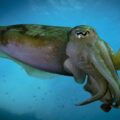 cuttlefish