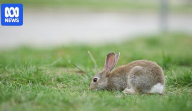 Professional shooters patrol parks in Canberra in search of persistent pests