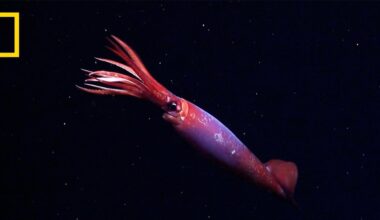 Massive Antarctic Squid Caught Live on Camera for First Time Ever
