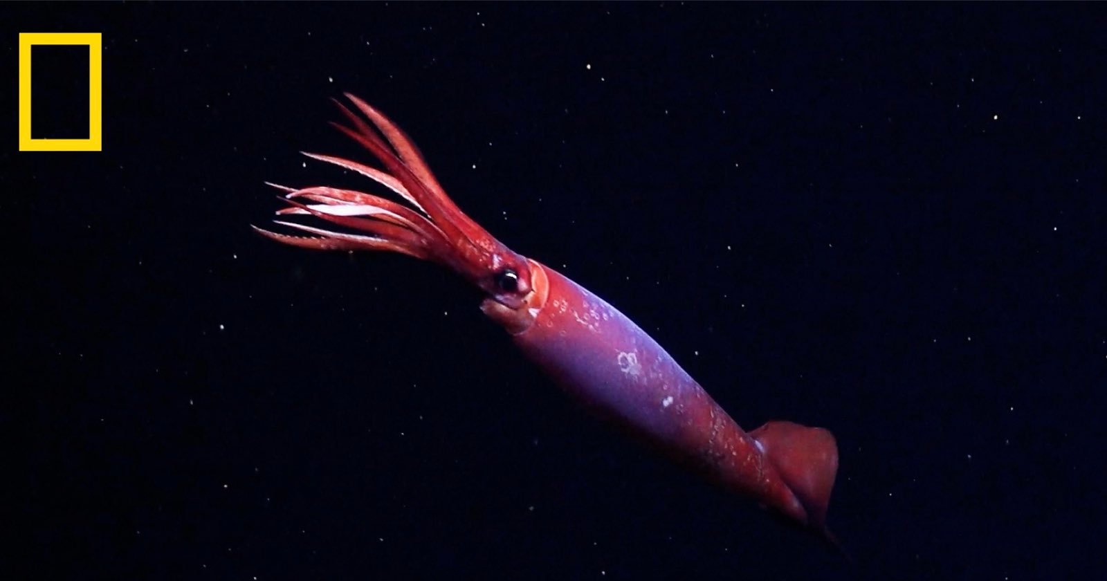 Massive Antarctic Squid Caught Live on Camera for First Time Ever