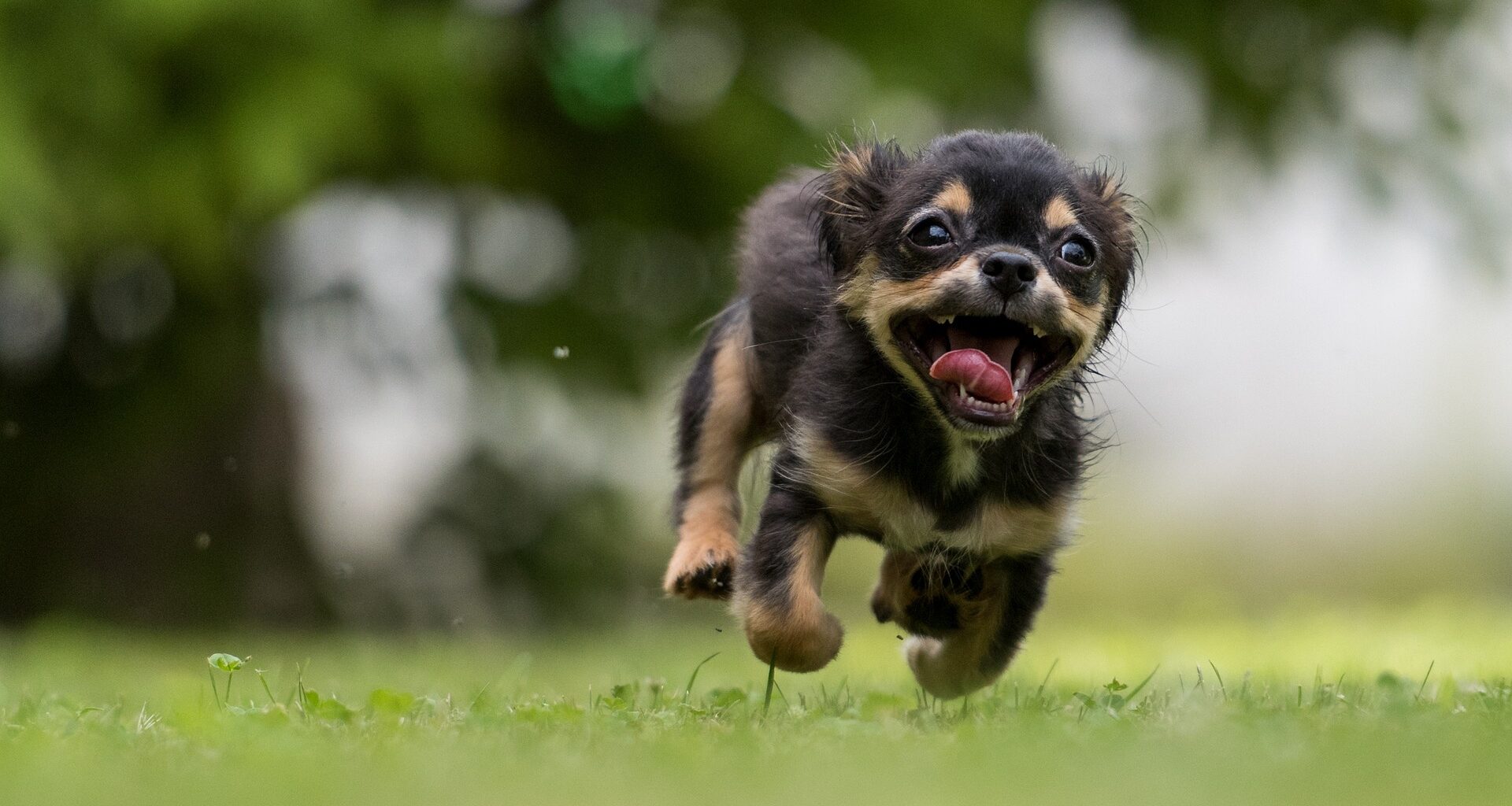 A new free family-friendly festival to support animal rescues is coming to Liverpool