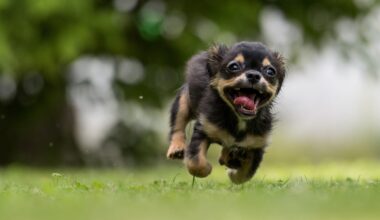 A new free family-friendly festival to support animal rescues is coming to Liverpool