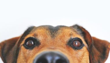 Pet Dogs Could Combat Genetic Eczema Risk In Children
