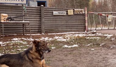 The dogs of Chernobyl may be evolving right before our eyes